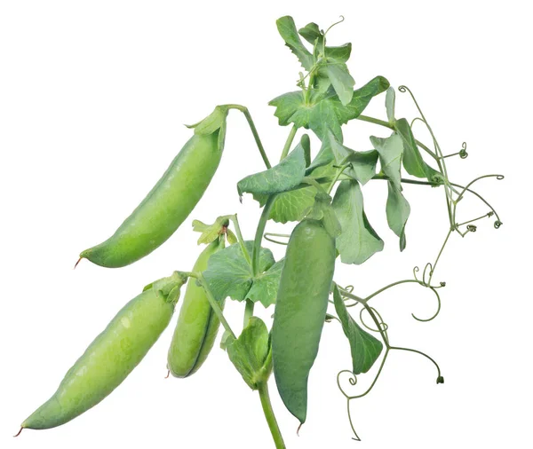 緑色のエンドウ豆の茎は白い背景に隔離され — ストック写真