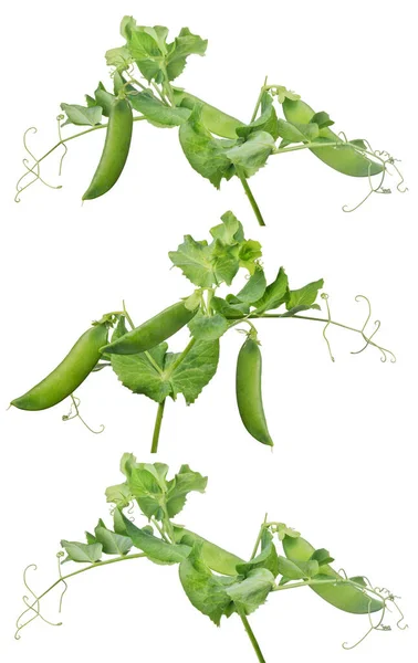 Green Pea Stems Isolated White Background — Stock Photo, Image