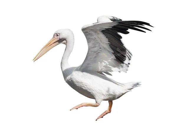 Large Flying Pelican Isolated White Background — Stock Photo, Image