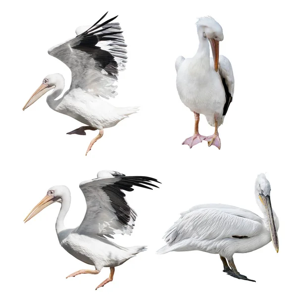 Pelicanos Conjunto Isolado Fundo Branco — Fotografia de Stock