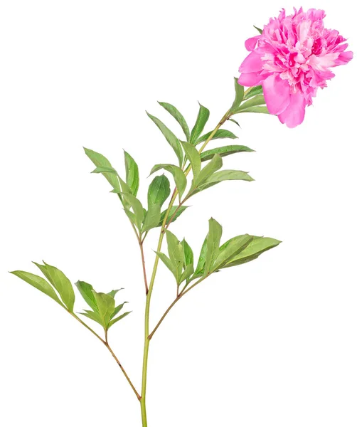 Růžová Pivoňka Květ Zelenými Listy Izolované Bílém Pozadí — Stock fotografie