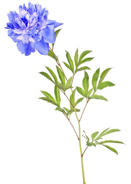 Blue Peony Flower Green Leaves Isolated White Background — Stock Photo, Image