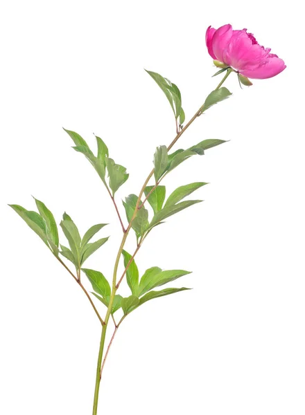 Fiore Peonia Rosa Con Foglie Verdi Isolate Sfondo Bianco — Foto Stock