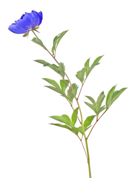 Beyaz Arka Planda Yeşil Yapraklı Mavi Şakayık Çiçeği — Stok fotoğraf