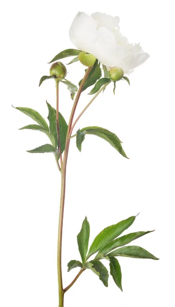 Fiore Peonia Chiaro Con Foglie Verdi Isolate Sfondo Bianco — Foto Stock