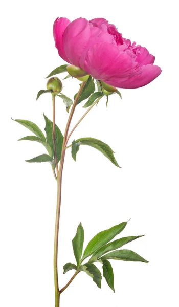 Mörk Rosa Pion Blomma Med Gröna Blad Isolerad Vit Bakgrund — Stockfoto