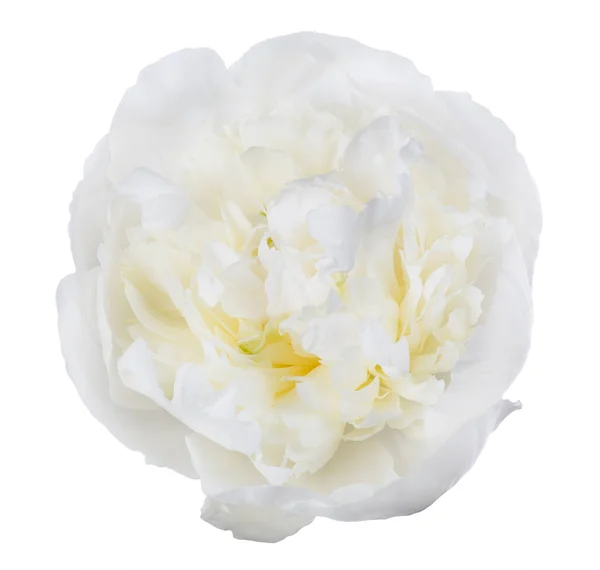 Light Peony Flower Isolated White Background — Stock Photo, Image