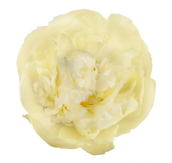 Flor Peonía Color Amarillo Claro Aislado Sobre Fondo Blanco — Foto de Stock