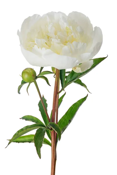 Fiore Peonia Chiaro Con Foglie Verdi Isolate Sfondo Bianco — Foto Stock