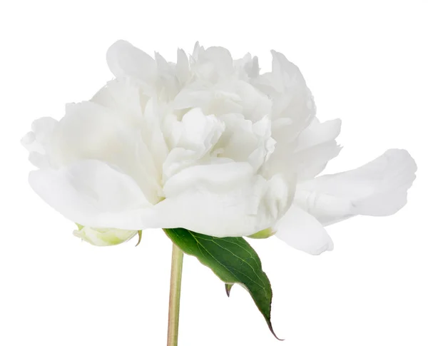 Light Peony Flower Isolated White Background — Stock Photo, Image