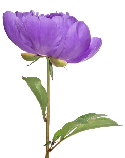 Lilac Peony Flower Green Leaves Isolated White Background — Stock Photo, Image