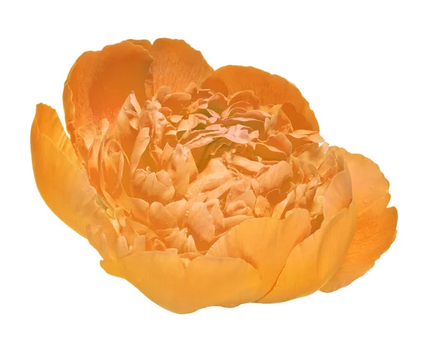 Pomarańczowy Kwiat Piwonii Izolowane Białym Tle — Zdjęcie stockowe