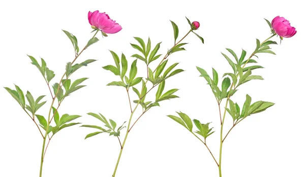 Fiori Peonia Rosa Con Foglie Verdi Isolate Sfondo Bianco — Foto Stock