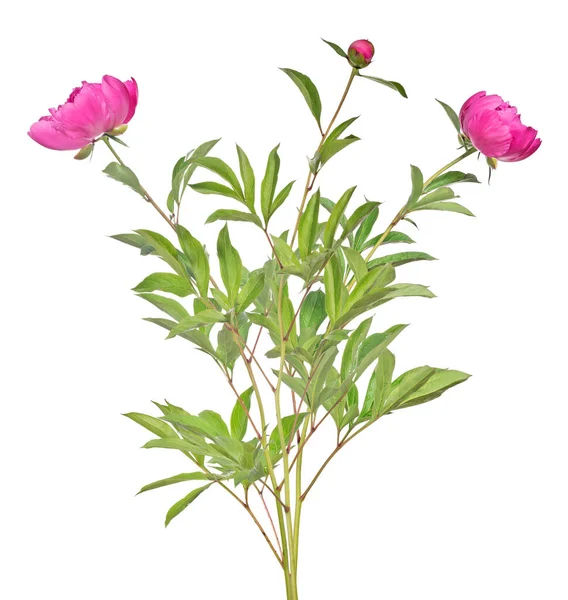 Rosa Pion Blommor Med Gröna Blad Isolerad Vit Bakgrund — Stockfoto