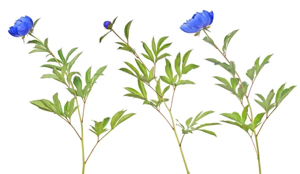 Blue Peony Flowers Green Leaves Isolated White Background — Stock Photo, Image