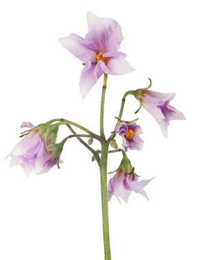 Çiçek açan patates bitkisi beyaz arka planda izole edilmiş.