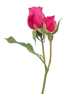 güzel kırmızı gül beyaz arkaplanda izole