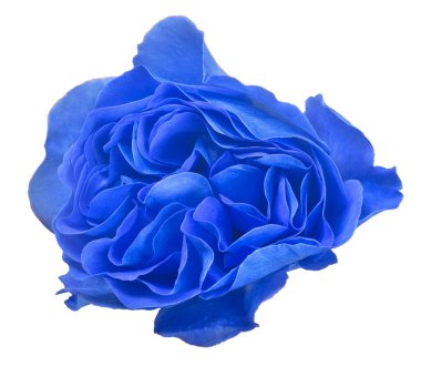 güzel mavi gül beyaz arkaplanda izole