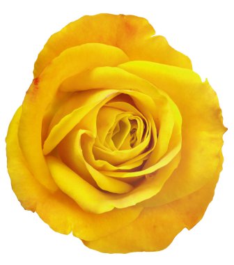 güzel sarı gül beyaz arkaplanda izole