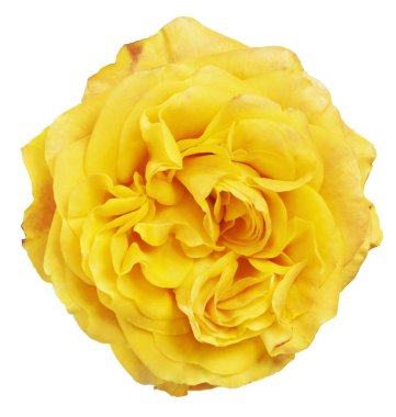 güzel sarı gül beyaz arkaplanda izole