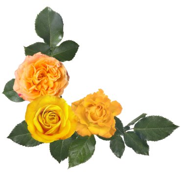 güzel sarı gül köşesi beyaz arkaplanda izole