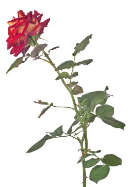 güzel kırmızı gül beyaz arkaplanda izole