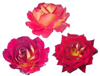 Güzel kırmızı güller beyaz arkaplanda soyutlanır.