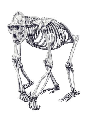 Beyaz arkaplanda goril iskeleti izole edildi