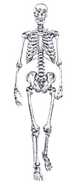 Beyaz arka planda izole edilmiş insan iskeleti