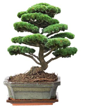 yeşil bonsai çam ağacı beyaz arkaplanda izole