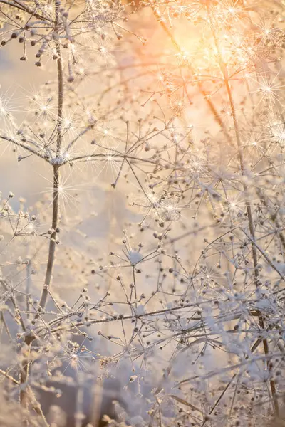 Macro Dried Frozen Plants Sunset — Stock Photo, Image