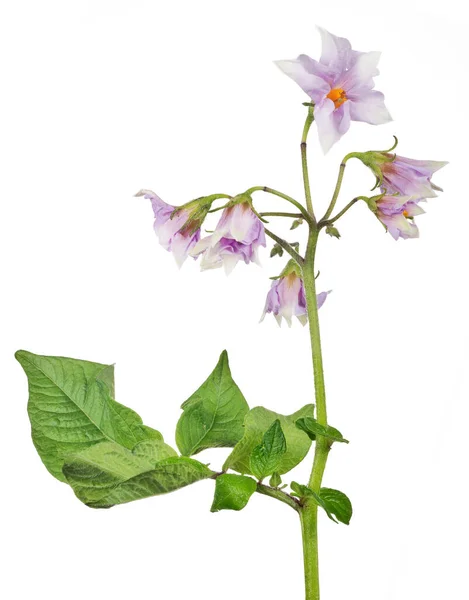 Plante Pomme Terre Fleurs Isolée Sur Fond Blanc — Photo