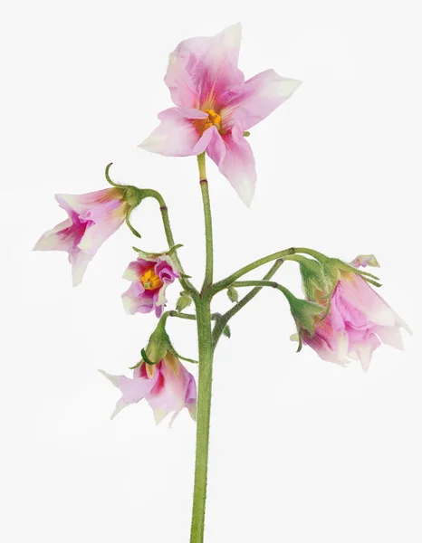 Kvetoucí Bramborová Rostlina Izolované Bílém Pozadí — Stock fotografie
