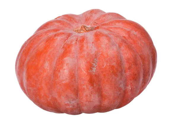 Zucca Rosso Scuro Isolato Sfondo Bianco — Foto Stock