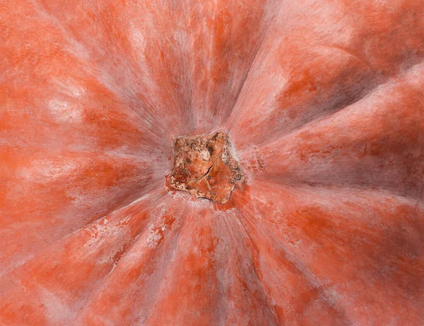 Dark Red Pumpkin Background — Stock Photo, Image