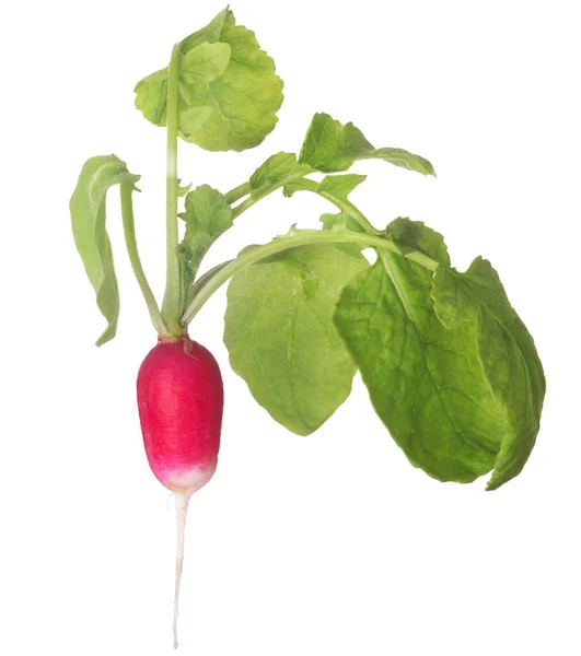 Ravanello Rosso Con Foglie Verdi Isolate Sfondo Bianco — Foto Stock