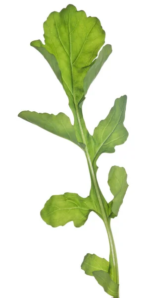 Feuille Verte Salade Fusée Isolée Sur Fond Blanc — Photo