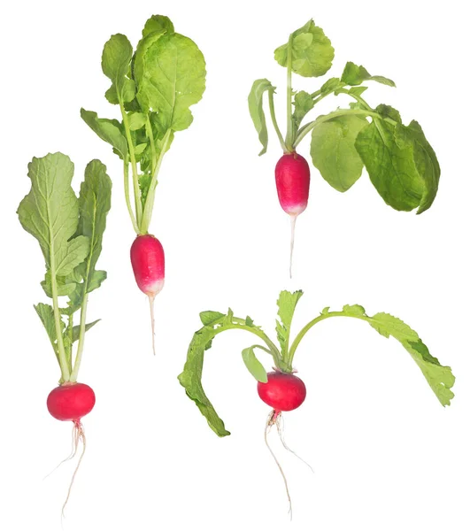 Four Red Radishes Green Leaves Isolated White Background — Stock Photo, Image