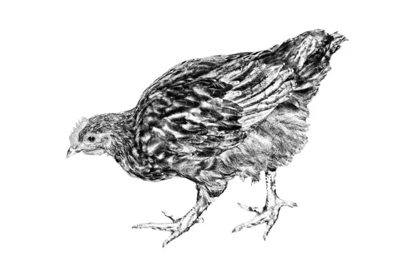 Beyaz Arkaplanda Izole Edilmiş Tavuk Çizimi — Stok fotoğraf