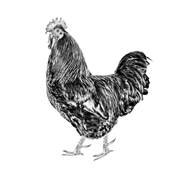 Brown Rooster Isolated White Background — Stock Photo, Image