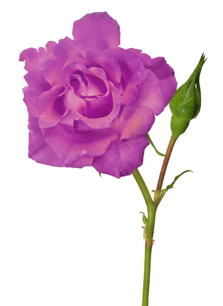 Красивый Сиреневый Цвет Розы Изолированы Белом Фоне — стоковое фото