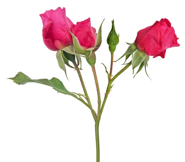 Krásná Červená Barva Růže Izolované Bílém Pozadí — Stock fotografie
