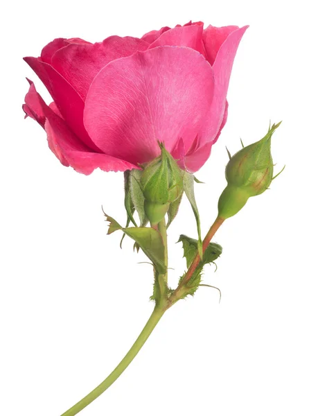 Schöne Rosa Farbe Stieg Isoliert Auf Weißem Hintergrund — Stockfoto