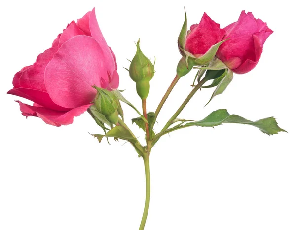 Schöne Rosa Farbe Stieg Isoliert Auf Weißem Hintergrund — Stockfoto