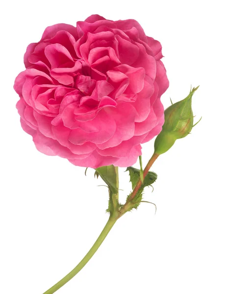 Schöne Rosa Farbe Stieg Isoliert Auf Weißem Hintergrund — Stockfoto