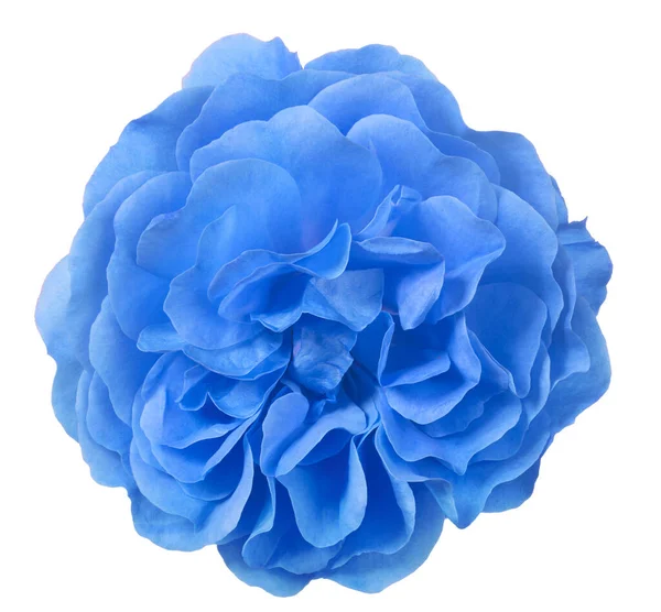 Красивый Голубой Цвет Розы Изолированы Белом Фоне — стоковое фото