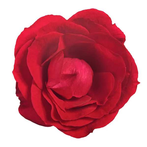 美丽的红色玫瑰 白色背景隔离 — 图库照片