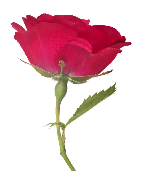 Bella Rosa Colore Rosso Isolato Sfondo Bianco — Foto Stock