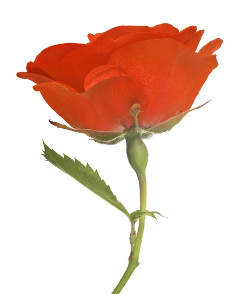 Belle Couleur Orange Rose Isolé Sur Fond Blanc — Photo