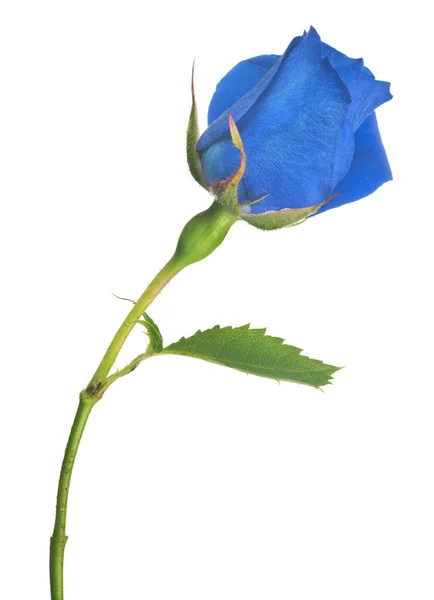 Beautiful Blue Color Rose Isolated White Background — Stock Photo, Image